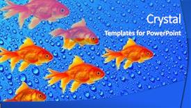  Presentation with goldfish - Audience pleasing PPT theme consisting of goldfish group leader - gold fishes shoal backdrop and a cobalt blue colored foreground