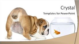  Presentation with english bulldog - Beautiful PPT theme featuring goldfish in a bowl backdrop and a white colored foreground