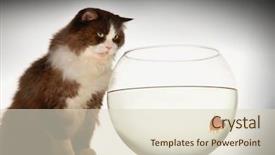  Presentation with goldfish - Colorful PPT theme enhanced with fishbowls - side view of a cat backdrop and a lemonade colored foreground
