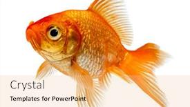  Presentation with goldfish - Colorful slide deck enhanced with goldfish-in-front backdrop and a lemonade colored foreground