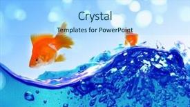  Presentation with goldfish jumping out - Amazing presentation design having goldfish is jumping out of the water backdrop and a light blue colored foreground