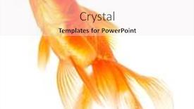  Presentation with goldfish - Cool new PPT theme with goldfish isolated on white background backdrop and a sky blue colored foreground