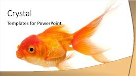  Presentation with goldfish - Beautiful slide set featuring goldfish isolated over white background backdrop and a white colored foreground