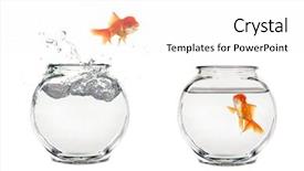  Presentation with goldfish - PPT layouts having goldfish jumping from one bowl background and a white colored foreground