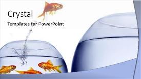  Presentation with goldfish jumping out - PPT layouts enhanced with goldfish jumping background and a white colored foreground