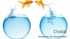  Presentation with goldfish jumping out - Presentation theme with goldfish jumping background and a cool aqua colored foreground