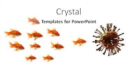  Presentation with goldfish - Beautiful slides featuring goldfish-looking-at-virus-isolated backdrop and a white colored foreground