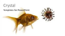  Presentation with goldfish - Amazing presentation having goldfish-looking-at-virus backdrop and a white colored foreground
