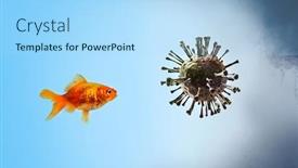  Presentation with goldfish - Slide deck enhanced with goldfish-looking-at-virus background and a light blue colored foreground