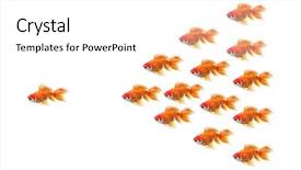  Presentation with goldfish - Presentation theme featuring goldfish race background and a white colored foreground