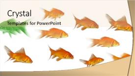  Presentation with top view of fresh fish - Audience pleasing presentation consisting of goldfish swim - 3d side view of fish backdrop and a lemonade colored foreground