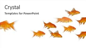  Presentation with top view of fresh fish - Amazing presentation design having goldfish swim - 3d side view of fish backdrop and a white colored foreground