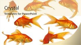  Presentation with swim - Presentation theme consisting of goldfish swim - assorted gold fish swimming isolated background and a blonde colored foreground