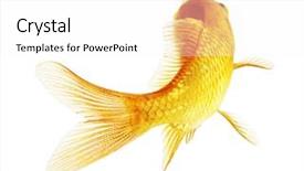 Presentation with white gold - Presentation theme featuring goldfish swim - gold fish isolated on white background and a white colored foreground