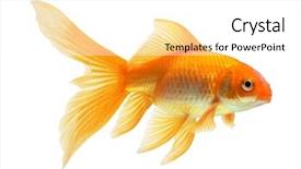  Presentation with mythology gold fish - Theme enhanced with goldfish swim - gold fish isolated on white background and a white colored foreground