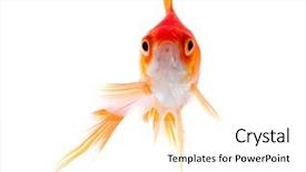  Presentation with white gold - Theme consisting of goldfish swim - gold fish isolation background and a white colored foreground