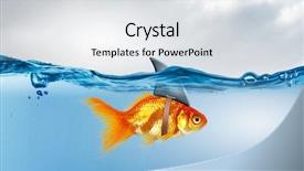  Presentation with shark - Slides having goldfish swim - gold fish with shark flip background and a light gray colored foreground