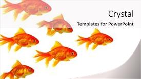  Presentation with goldfish - Slides with goldfish swim - gold fishes shoal background and a white colored foreground