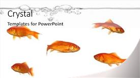  Presentation with eating fish and drink water from pollution oceans - Cool new PPT theme with goldfish swim - groupe of gold fish swimming backdrop and a white colored foreground