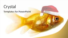  Presentation with white gold - Amazing presentation theme having goldfish swim - isolated of the gold fish backdrop and a white colored foreground