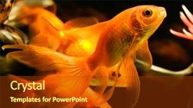  Presentation with fish aquarium - Cool new presentation with goldfish swim - tropical aquarium fish macro shot backdrop and a tawny brown colored foreground
