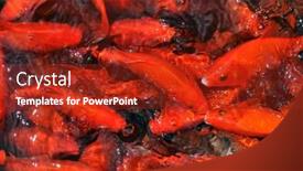  Presentation with goldfish - Slides consisting of goldfish-swimming-in-a-pond background and a crimson colored foreground