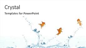  Presentation with goldfish - Presentation theme having goldfish swimming with mouth open against white screen against close up on blue sparkling water background and a white colored foreground