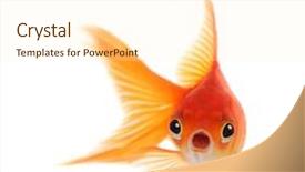  Presentation with goldfish - Audience pleasing theme consisting of goldfish with shocked look backdrop and a cream colored foreground
