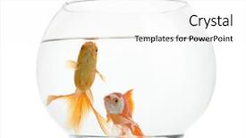  Presentation with horse and carriage isolated - Slide deck consisting of fishbowls - goldfishes in fishbowl isolated background and a white colored foreground