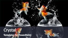  Presentation with goldfish - Slides enhanced with goldfishs jumps upwards background and a tawny brown colored foreground