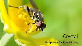  Presentation with fly - Audience pleasing presentation theme consisting of goldilocks - buttercup and a fly episyrphus backdrop and a  colored foreground