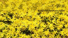  Presentation with flowers - Theme consisting of goldmoss-stonecrop-sedum-acre-background background and a gold colored foreground