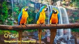  Presentation with blue yellow - Amazing presentation having gold macaw against tropical backdrop and a tawny brown colored foreground