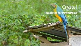  Presentation with blue yellow - PPT theme enhanced with rain forest of the peruvian background and a tawny brown colored foreground