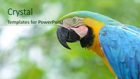  Presentation with blue and yellow geometric - Slide set enhanced with rain forest of the peruvian background and a seafoam green colored foreground