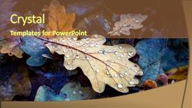  Presentation with leaf water drops fresh - PPT layouts featuring fallen oaks leafs with water background and a tawny brown colored foreground