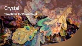  Presentation with autumn - PPT theme consisting of oaks autumn leafage - abstract natural background and a violet colored foreground