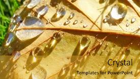  Presentation with rain - PPT theme enhanced with rain drops on an autumn leaf background and a gold colored foreground