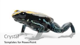 Presentation with poison - Audience pleasing slide set consisting of golfodulcean-poison-frog-phyllobates-vittatus backdrop and a white colored foreground