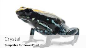 Presentation with poison - Audience pleasing slide deck consisting of golfodulcean-poison-frog-phyllobates-vittatus backdrop and a white colored foreground