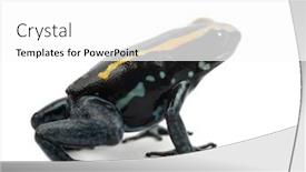  Presentation with poison - Amazing PPT theme having golfodulcean-poison-frog-phyllobates-vittatus backdrop and a white colored foreground