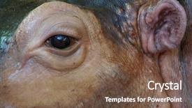  Presentation with eye wash - Presentation theme consisting of goliath - close up of hippo eye background and a tawny brown colored foreground
