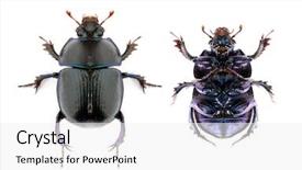  Presentation with beetles rhinoceros beetle rhino beetle - Cool new slides with goliath - dung beetle anoplotrupes stercorosus isolated backdrop and a white colored foreground