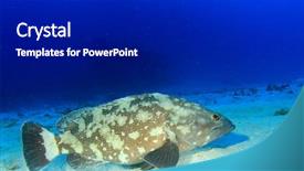  Presentation with grouper - Slide set consisting of goliath - grouper fish background and a  colored foreground