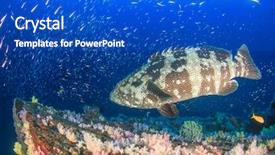  Presentation with grouper - Colorful PPT layouts enhanced with goliath - marbled grouper fish and manta backdrop and a cobalt blue colored foreground