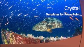  Presentation with grouper - Audience pleasing theme consisting of goliath - marbled grouper fish and manta backdrop and a cobalt blue colored foreground