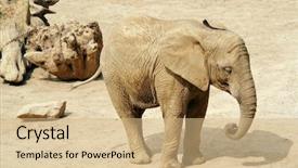  Presentation with elephant - Presentation theme consisting of goliath - portrait of young male african background and a  colored foreground