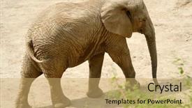  Presentation with african elephant loxodonta africana - Beautiful presentation theme featuring goliath - portrait of young male african backdrop and a  colored foreground