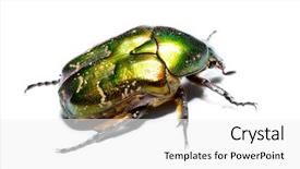  Presentation with red and white rose petals - Audience pleasing PPT theme consisting of angled shot of colorful pushpins in corkboard on white background focus is in the center backdrop and a coral colored foreground