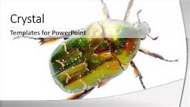  Presentation with red and white rose petals - Theme consisting of diamond pattern of colorful pushpins on corkboard background and a gold colored foreground